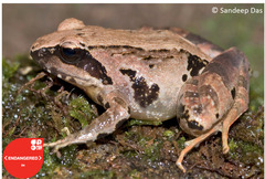 Malabar Indian Frog photo 2