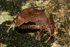 Malabar Indian Frog photo 3