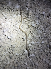 Tantilla hobartsmithi