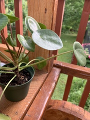 Pilea peperomioides