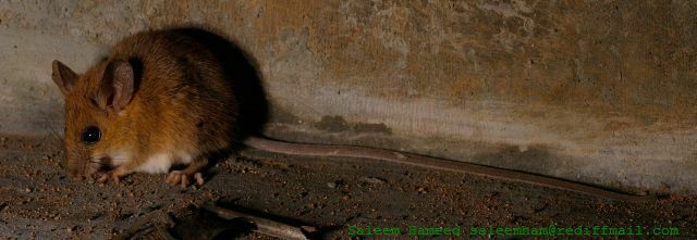 Asiatic Long-tailed Climbing Mouse