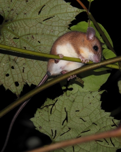 Indian Long-tailed Tree Mouse