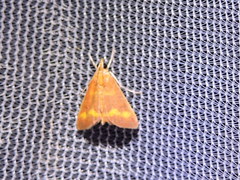 Pyrausta pseuderosnealis