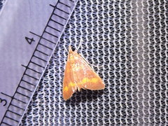 Pyrausta pseuderosnealis