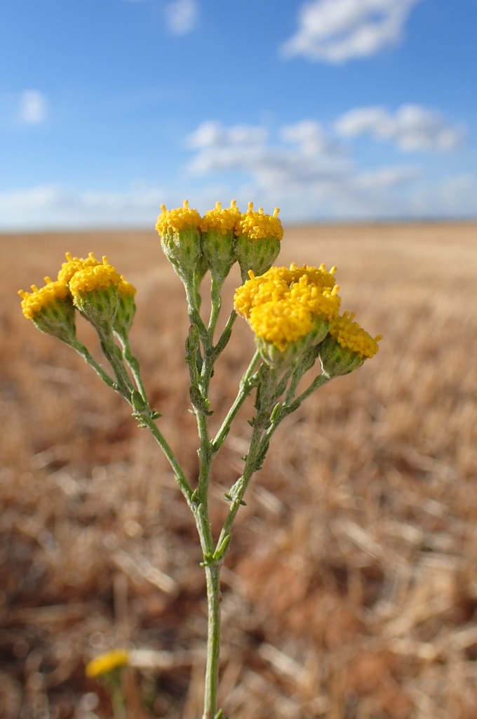 Tanacetum microphyllum