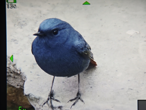 Plumbeous Water Redstart