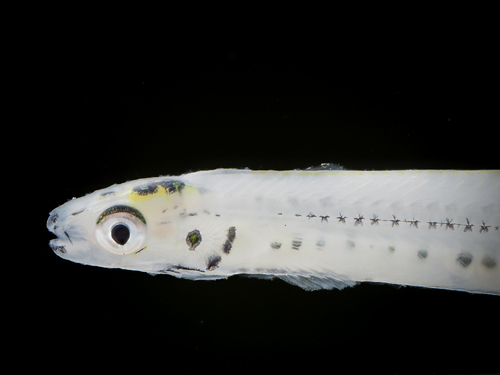 Common galaxias (Galaxias maculatus) — Galaxiidae — 4