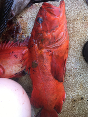 Sebastes ruberrimus