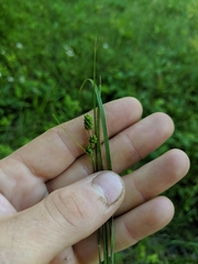 Carex hirsutella
