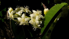 Rourea doniana