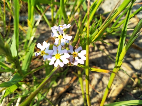 Image of Zaluzianskya villosa by (c) De Waal Hugo, some rights reserved (CC BY)