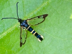 Synanthedon rhododendri