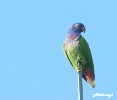 Pionus menstruus
