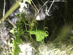 Neobarrettia spinosa