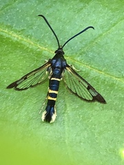 Synanthedon rhododendri