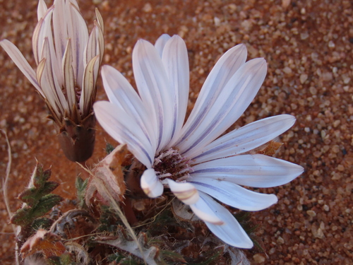 Gazania jurineifolia, photograph 3