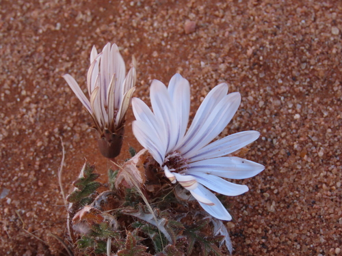 Gazania jurineifolia, photograph 2
