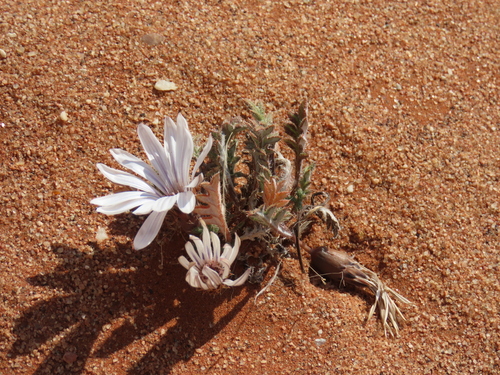 Gazania jurineifolia, photograph 1