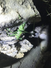 Neobarrettia spinosa