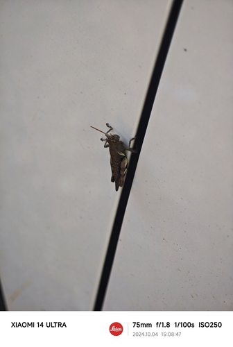 Xenocatantops brachycerus
