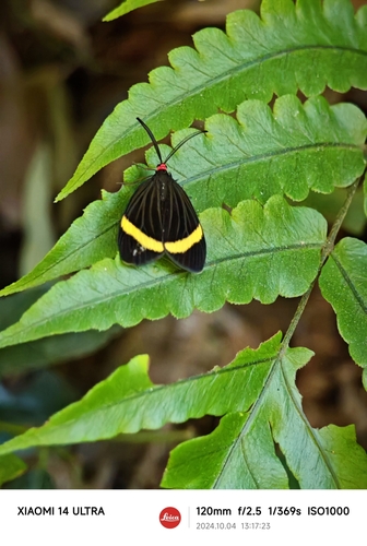 Pidorus cyrtus