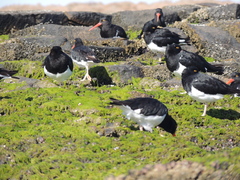 Haematopus leucopodus