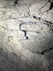 Lampropeltis alterna