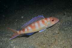 Fork-Tailed Threadfin Bream photo 2