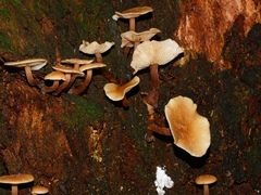 Collybia eucalyptorum