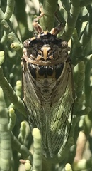 Diceroprocta eugraphica
