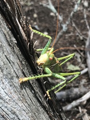 Neobarrettia spinosa