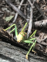Neobarrettia spinosa