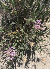 Abronia angustifolia