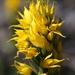 Yellow Ground Orchid - Photo (c) Sebastián Lescano, some rights reserved (CC BY-NC), uploaded by Sebastián Lescano