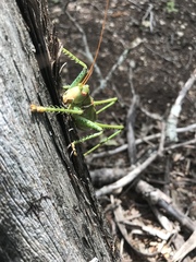Neobarrettia spinosa