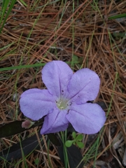 Ruellia ciliosa