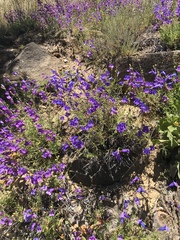 Penstemon heterophyllus australis