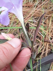 Ruellia ciliosa