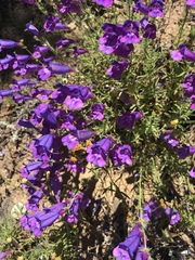 Penstemon heterophyllus australis