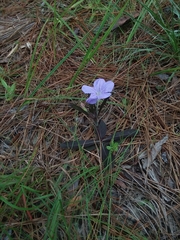 Ruellia ciliosa