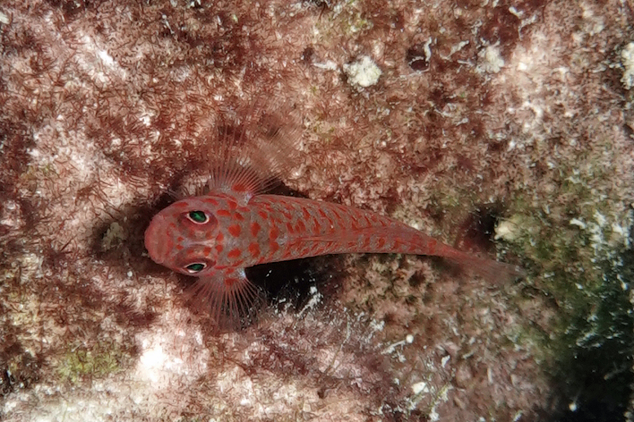 Reader's Pygmygoby photo 3
