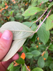 Aronia × prunifolia, photograph Charlie O'Brien, CC0, iNaturalist via GBIF