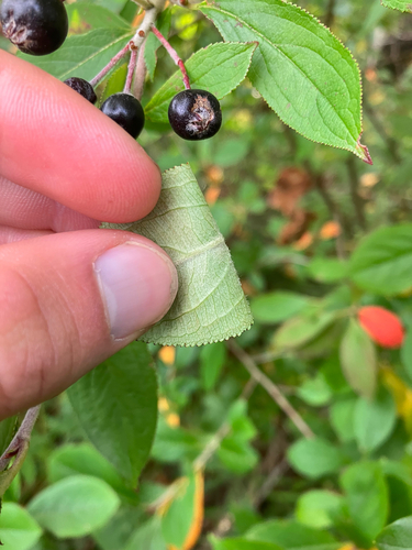 Aronia × prunifolia, photograph 1