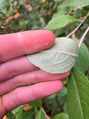 Aronia × prunifolia, photograph Charlie O'Brien, CC0, iNaturalist via GBIF