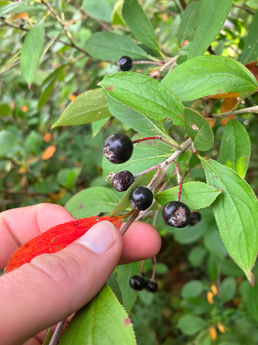Aronia × prunifolia, photograph 3