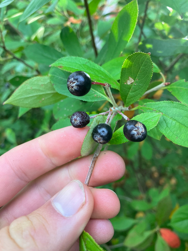Aronia × prunifolia, photograph 6