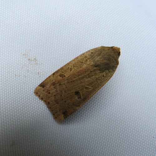 Photo of Lesser Yellow Underwing (Noctua comes)
