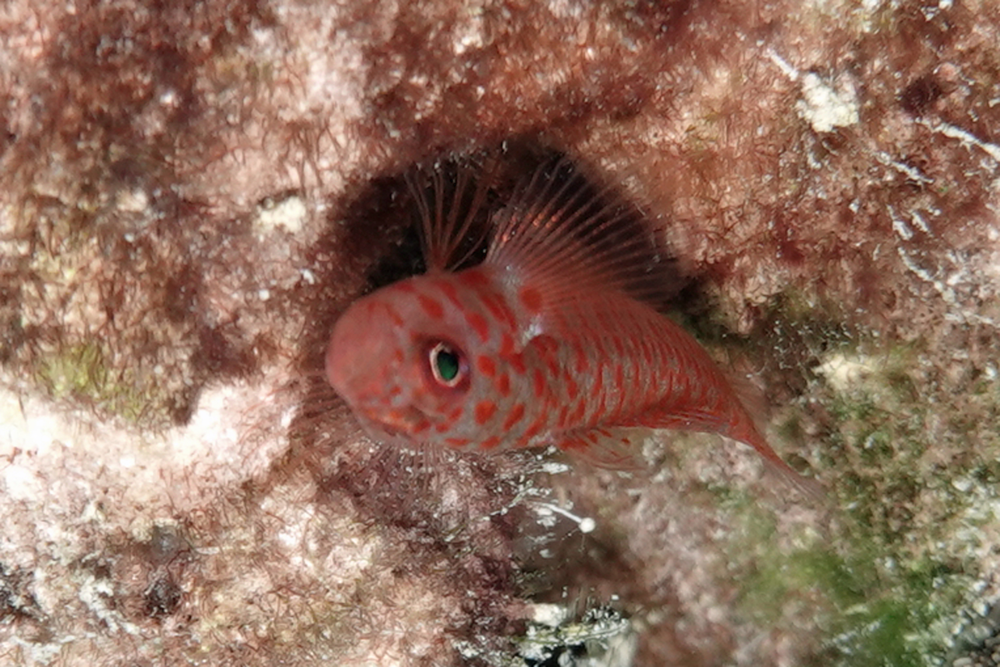 Reader's Pygmygoby photo 4