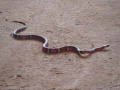 Lampropeltis polyzona