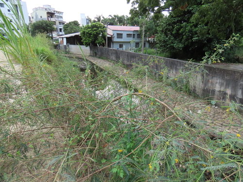 Image of Sesbania cannabina by (c) chiuluan, some rights reserved (CC BY)